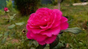 ВЛОГ : КУПИЛИ ВСЁ,ЧТО ХОТЕЛИ / СВОИМ ХОДОМ НА ДАЧУ