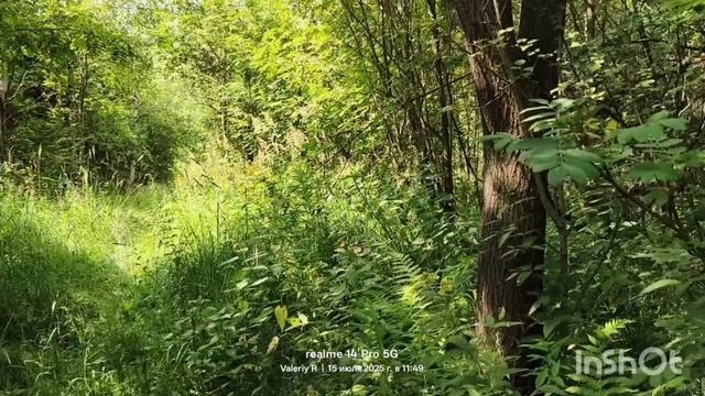 Прогулка #24, середина лета. Часть 1 15.07.2025 смотреть онлайн