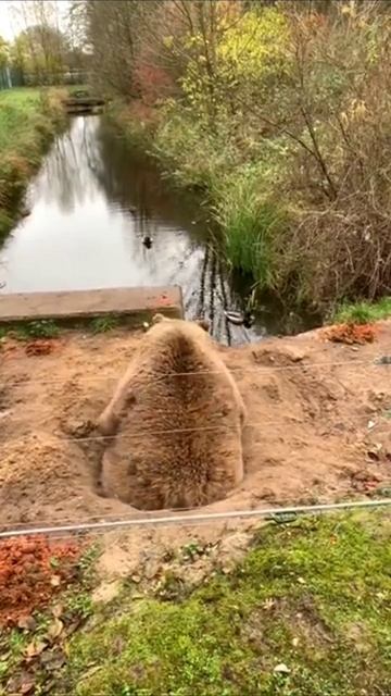 Он просто любит смотреть за уточками смотреть онлайн