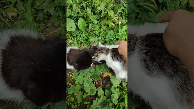 Покормил кошек смотреть онлайн