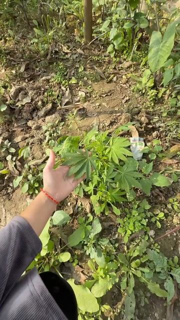 К чему я привыкла в Индии, а мои подписчики нет смотреть онлайн