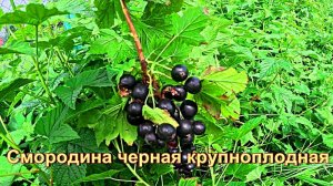 "Смородина черная ядреная."#сад#огород#дача