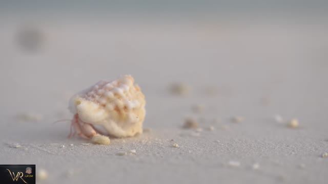 V 'Winter Ahead (with PARK HYO SHIN) тропическая версия