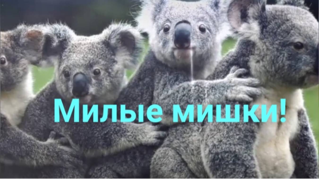 Милые мишки. смотреть онлайн