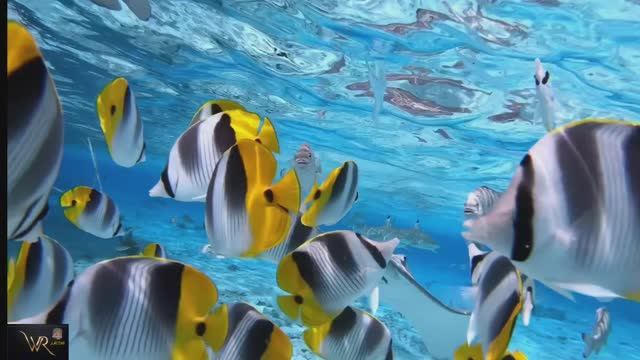 AY YOLA - Homay тропическая версия