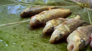 Кемпинг в лесу и рыбалка.