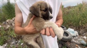 Щенка выбросили в поле