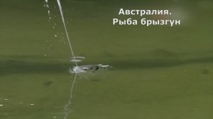 Австралия. Рыба брызгун. Документальный фильм