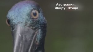 Австралия. Птица Ябиру. Документальный фильм