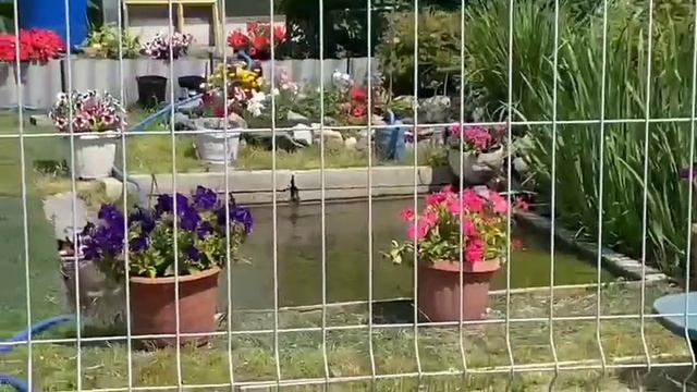 Приехали на дачу на озере Новосинеглазово в пригороде Челябинска . Место где выросли наши дети. смотреть онлайн