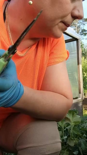 Обрезаю листву у томатов