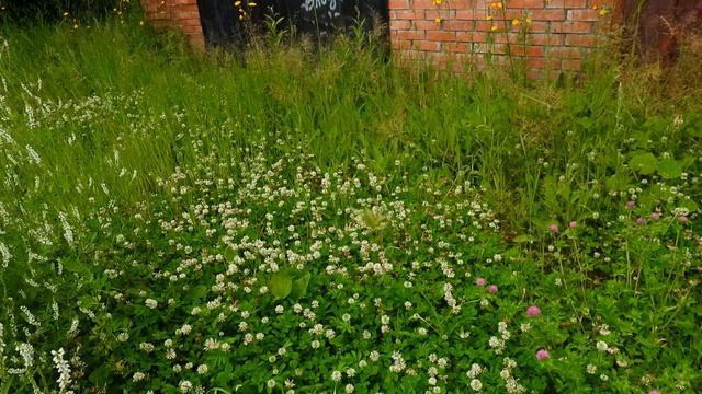 Цветы у гаража