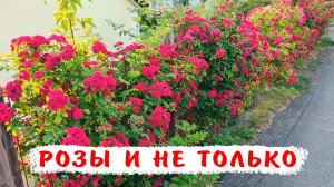 Путешествие в Швецию! Цветники, клумбы, бордюры из роз, мальв, лаванды и др.