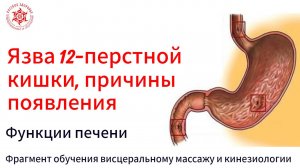 Язва двенадцатиперстной кишки, причины появления. Функции печени. Фрагмент обучения