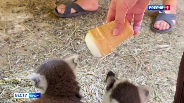 ВЕСТИ-КРЫМ «Звериные истории»: кольцехвостые лемуры