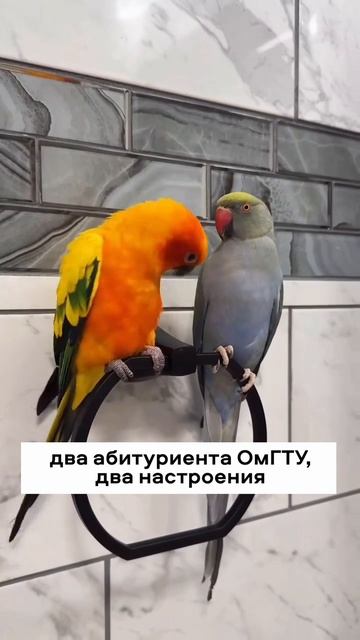 То чувство, когда отнес документы в политех и подаешь пример другим 😉 смотреть онлайн