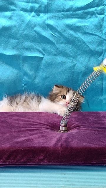 Лучше спать. Котёнок 4k смотреть онлайн