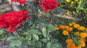 Красивая Роза цветет на даче 13 июля