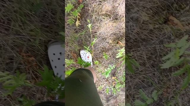 За грибами с Уссурийска в Минуниск