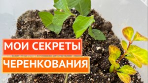 ЧЕРЕНКУЕМ ТАК, ЧТОБЫ ВСЕ ТОЧНО ПРИЖИЛОСЬ!