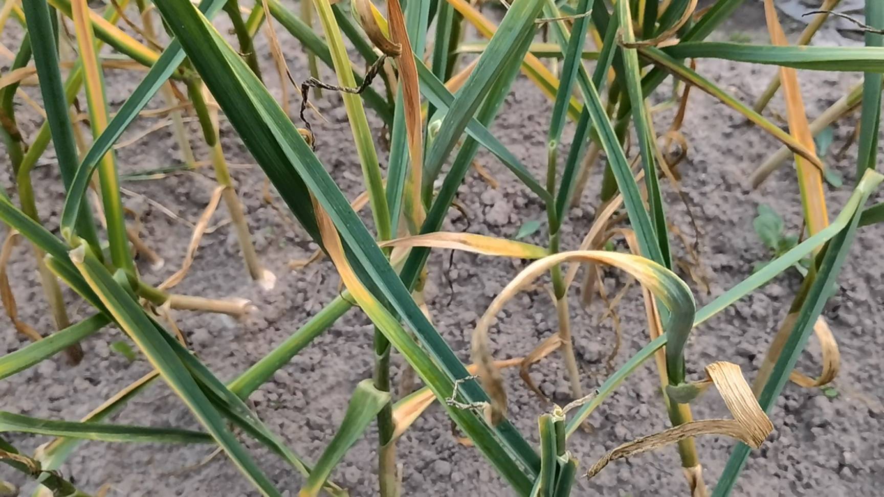 Когда выкапывать чеснок? Благоприятные дни для уборки урожая чеснока в 2025 году смотреть онлайн