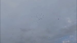 ПРОДАЖА БУХАРСКИХ И САМАРКАНДСКИХ ГОЛУБЕЙ.