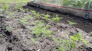 В САД🏡ПРИЕХАЛИ РАБОТАТЬ.