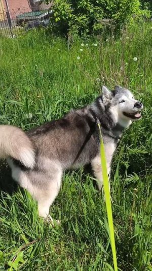 Власяное техобслуживание