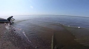 Рыбалка на Енисее. Ловля неводом сига и тугуна.