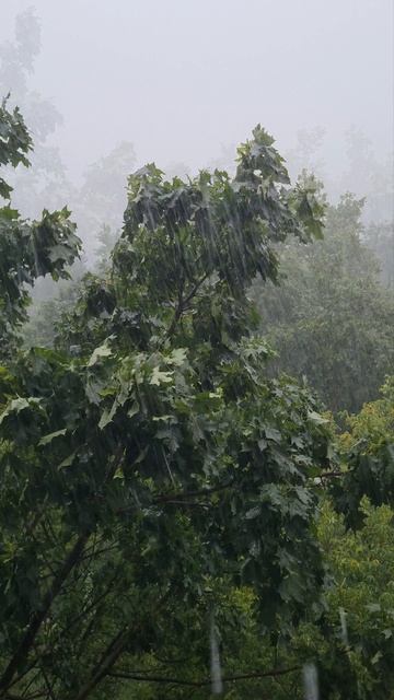 Клён и ливень в Москве 16072025