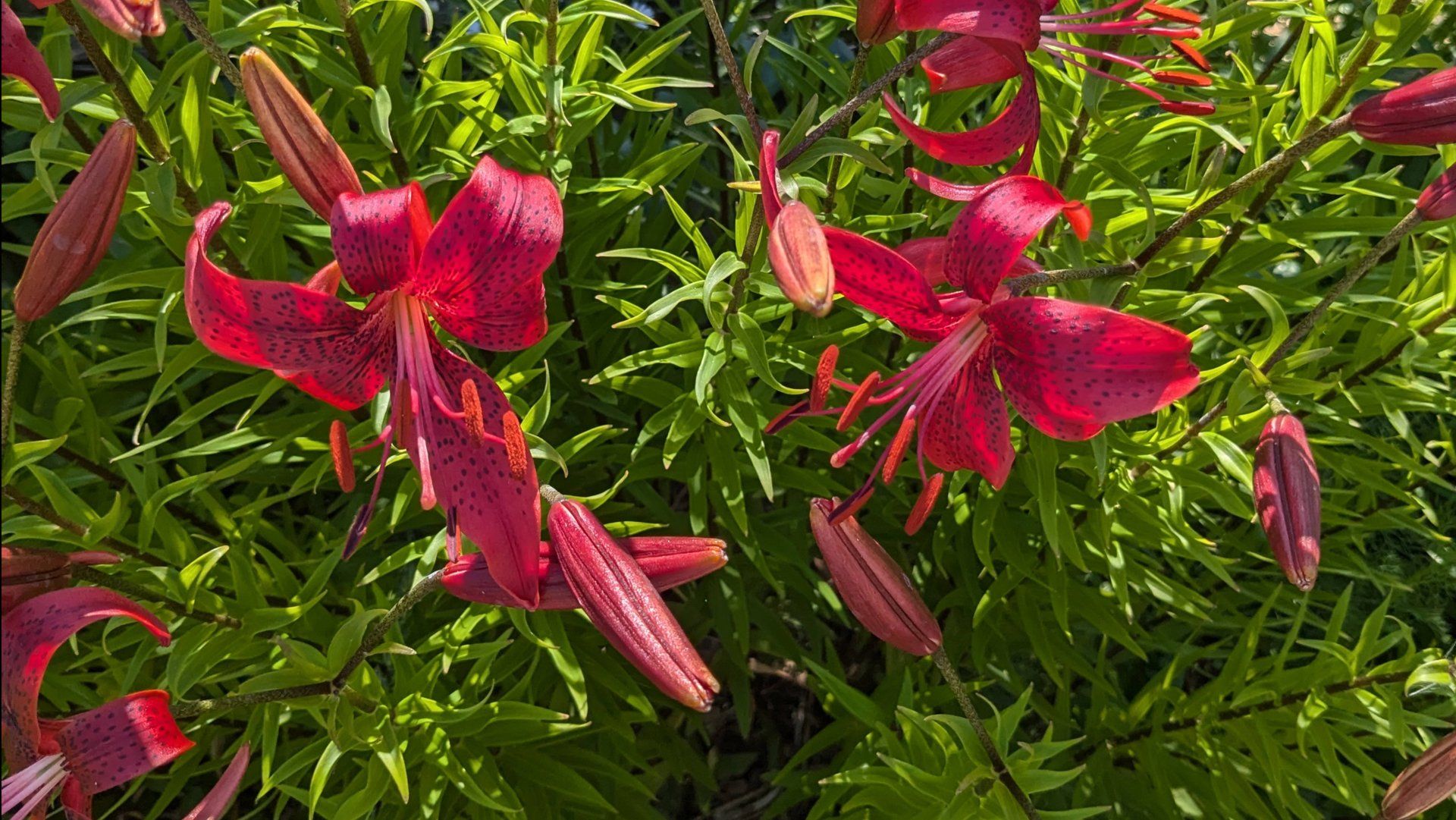 Заготовка горохового супа с мясом домашнего бройлера в автоклаве. смотреть онлайн