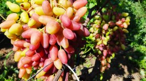 Новинки винограда Фреш мускат (555), делаем улучшенную формировку