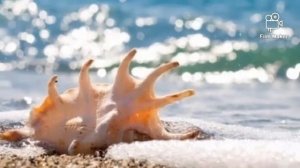 Пикник - Где душа летает