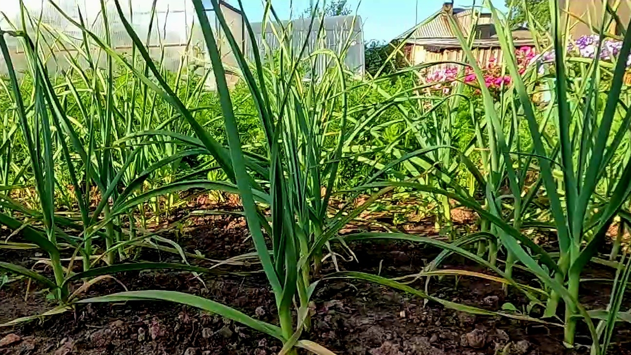 ЧЕСНОК , который ХРАНИТСЯ до 3 ЛЕТ!! Как его вырастить!? смотреть онлайн