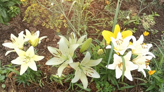 Елена Коваленко
Люби себя такой, какая есть... смотреть онлайн