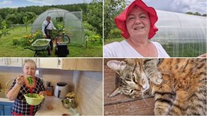 УХАЙДОКАЛИСЬ СЕГОДНЯ. ПОШЛИ ОГУРЦЫ, ГОТОВЛЮ К ОБЕДУ ОГУРЦЫ МАЛОСОЛЬНЫЕ И САЛАТ ИЗ ОГУРЦОВ.