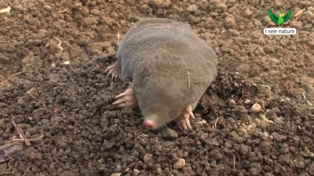 Может ли крот видеть? смотреть онлайн