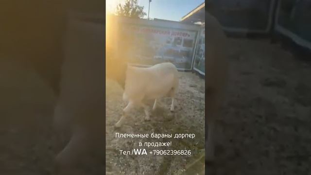 Бараны дорпер в продаже +79062396826 #дорпер #dorper #dorpersheep