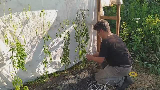 Как я подвязываю томаты без крючков (сорт томата "Сердце Минусинска" и "Сенсей")