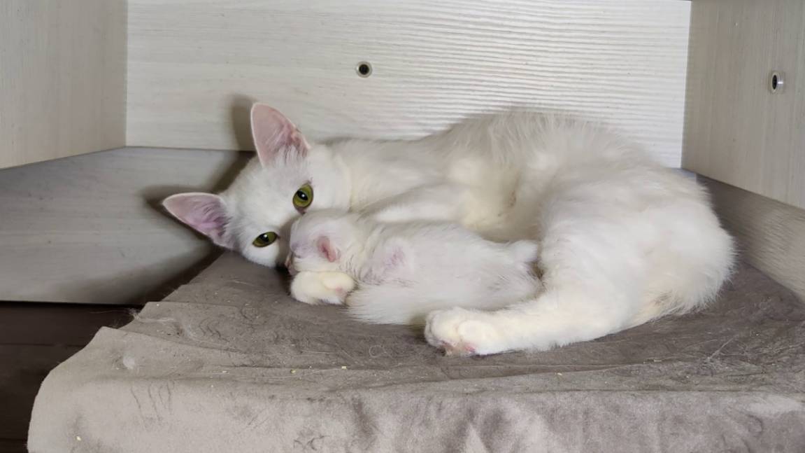 Новорожденный котёнок. Четырнадцать дней. Мама-кошка разговаривает с новорождённым котёнком. смотреть онлайн