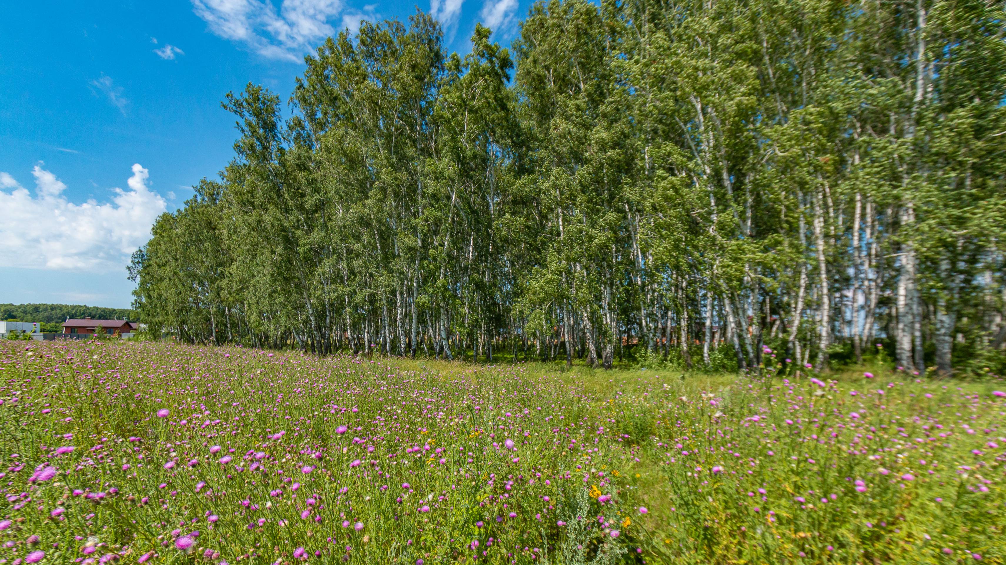 село Пушкино, улица Даргомыжского смотреть онлайн