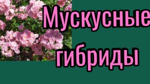 Розы. Мускусные гибриды.