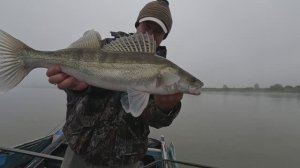 Обь.Судаки в мутной воде. Рыбалка на прибыли.