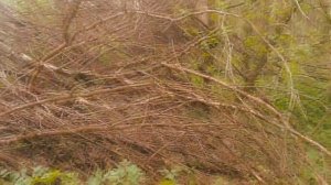 олигафринатор.mp4