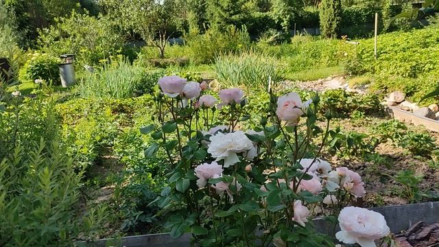 Роза Шарлен де Монако.Срезочная роза. смотреть онлайн