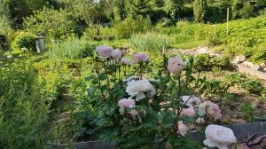 Роза Шарлен де Монако.Срезочная роза.