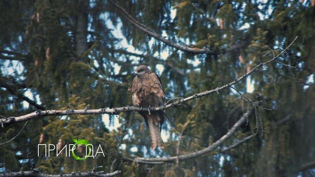 Природа. Черный коршун, Milvus migrans смотреть онлайн