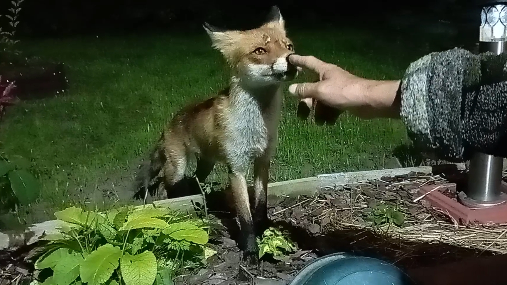 (1067) Лиса приходит в гости. Июль 2025 смотреть онлайн