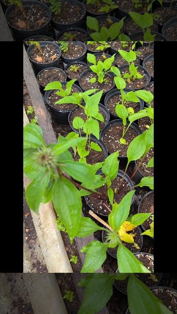 Обзор саженцев эхинацеи. смотреть онлайн