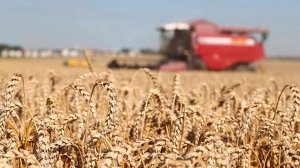 Уборка зерновых и зерно-бобовые культур началась в южных и северных регионах Беларуси